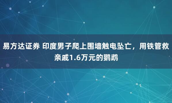 易方达证券 印度男子爬上围墙触电坠亡，用铁管救亲戚1.6万元的鹦鹉
